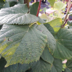Tilia platyphyllos