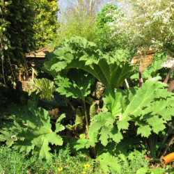 Gunnera manicata