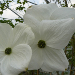 Cornus 'Eddie's White Wonder' - Cornouiller