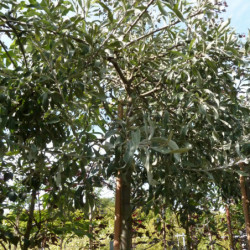 Pyrus salicifolia 'Pendula'