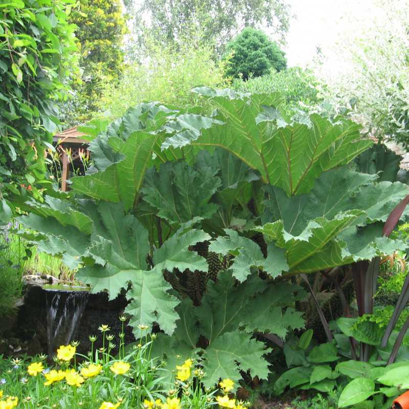 Gunnera manicata