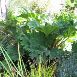 Gunnera manicata