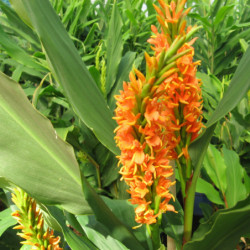 Hedychium coccineum ‘Tara’