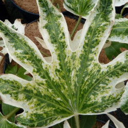 Fatsia japonica ‘Spider Web’