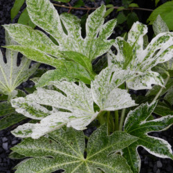 Fatsia japonica ‘Spider Web’