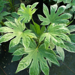 Fatsia japonica ‘Spider Web’