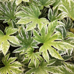 Fatsia japonica ‘Spider Web’