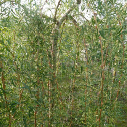 Caragana arborescens ‘Walker’