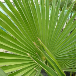 Trachycarpus wagnerianus