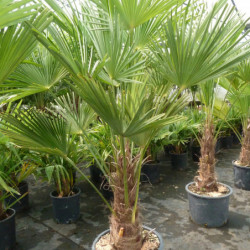 Trachycarpus wagnerianus