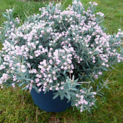 Andromeda polifolia ‘Blue Lagoon’