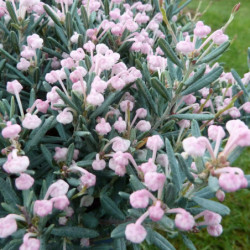 Andromeda polifolia ‘Blue Lagoon’