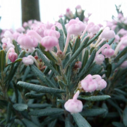 Andromeda polifolia ‘Blue Lagoon’
