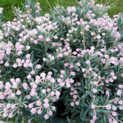 Andromeda polifolia ‘Blue Lagoon’
