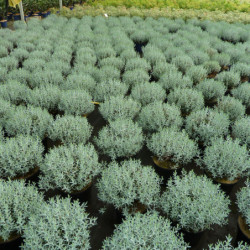 Andromeda polifolia ‘Blue Lagoon’