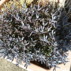 Andromeda polifolia ‘Blue Lagoon’