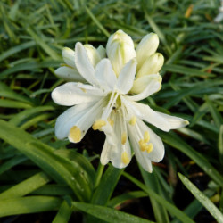 Agapanthe Double Diamond