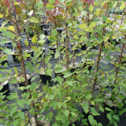Betula nigra Summer cascade