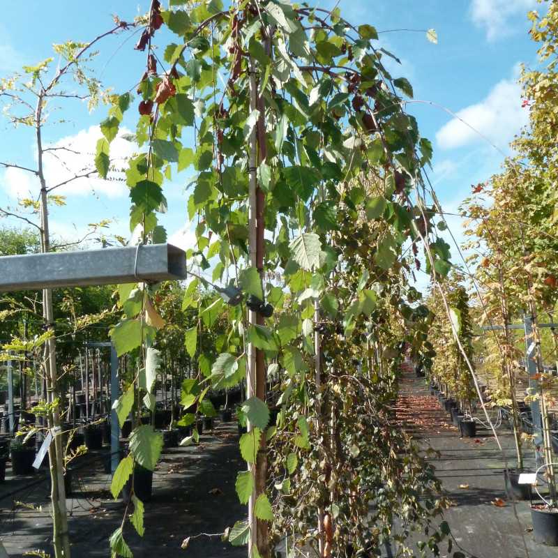 Betula nigra Summer cascade