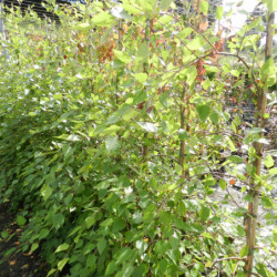 Betula nigra Summer cascade