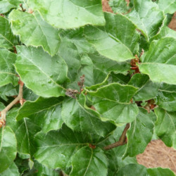 Fagus sylvatica ‘Astérix’ - hêtre nain