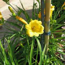 Hemerocallis ‘Stella de Oro’