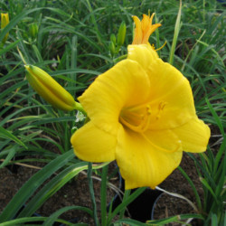 Hemerocallis ‘Stella de Oro’