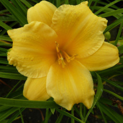 Hemerocallis ‘Stella de Oro’