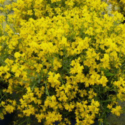 Genista 'Lydia'