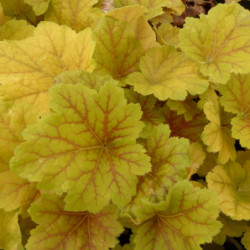 Heuchera ‘Electra’