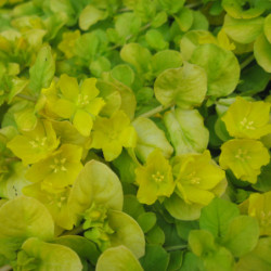 Lysimachia nummularia Aurea