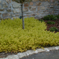 Lysimachia nummularia Aurea