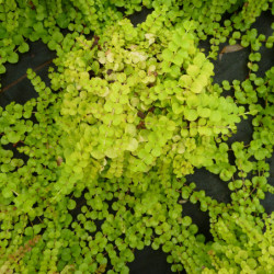 Lysimachia nummularia Aurea
