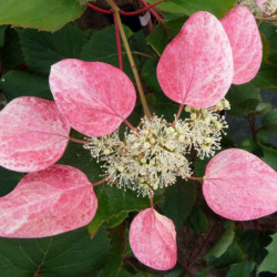 Schizophragma hydrangeoides ‘Rose Sensation’