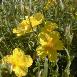 Helianthemum 'Golden Queen' - Hélianthème