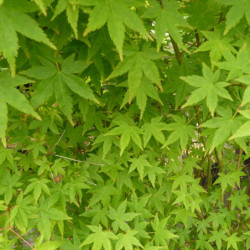 Acer palmatum 'Ueno Yama' - Érable japonais