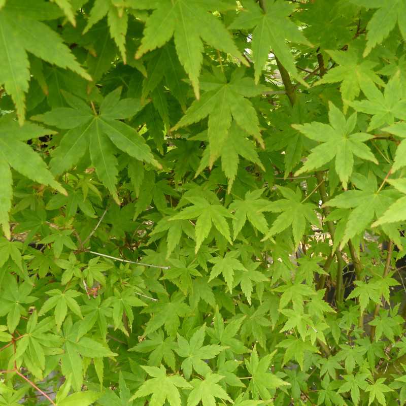 Acer palmatum 'Ueno Yama' - Érable japonais