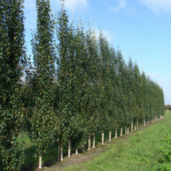 Betula pendula Fastigiata Joes