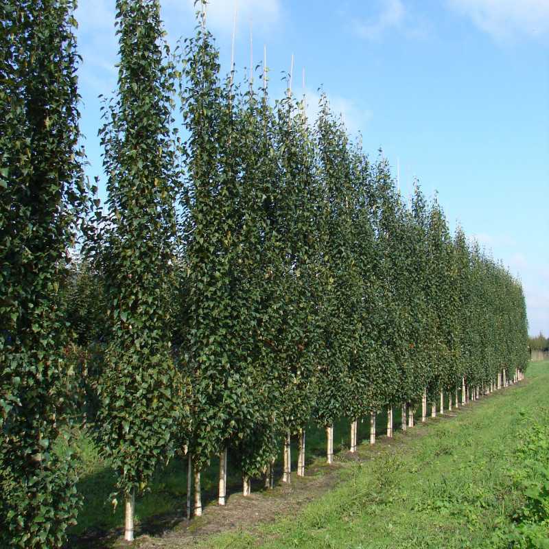 Betula pendula Fastigiata Joes