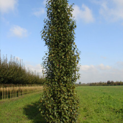 Betula pendula Fastigiata Joes