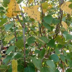 Betula pendula Fastigiata Joes