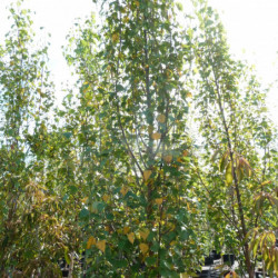Betula pendula Fastigiata Joes