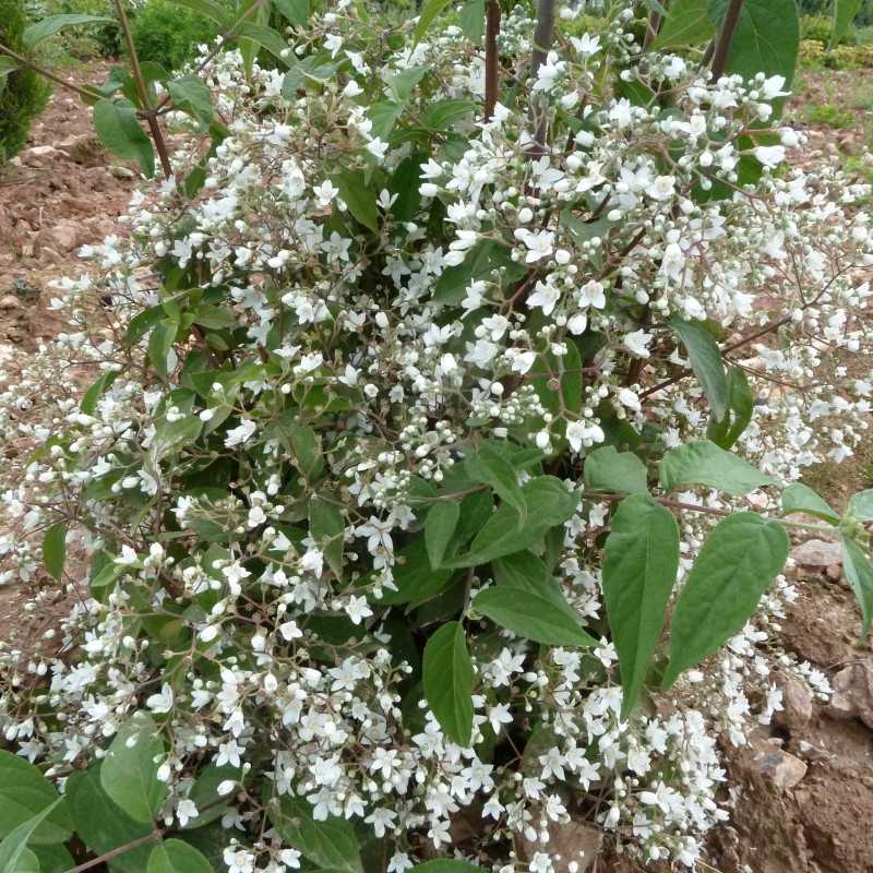 Deutzia setchuenensis var. corymbiflora