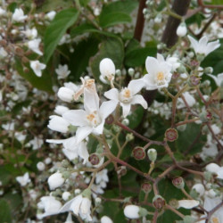 Deutzia setchuenensis var. corymbiflora