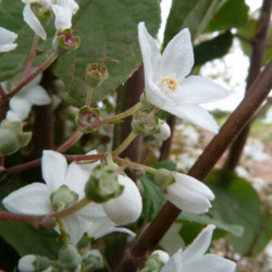 Deutzia setchuenensis var. corymbiflora