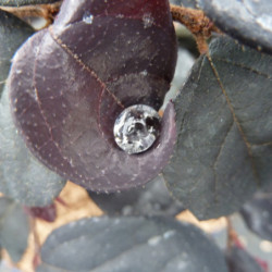 Loropetalum chinense ‘Ever Red‘