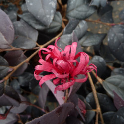Loropetalum chinense ‘Ever Red‘