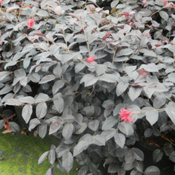 Loropetalum chinense ‘Ever Red‘
