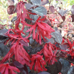 Loropetalum chinense ‘Ever Red‘