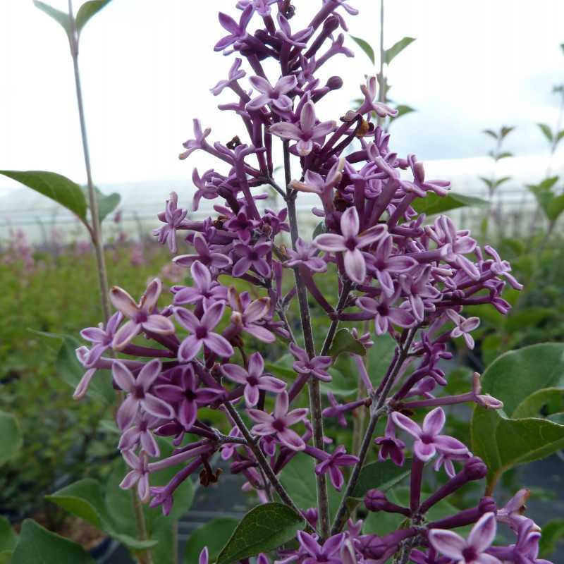 Syringa 'Bloomerang Dark Purple
